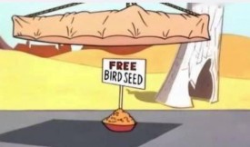 free bird seed