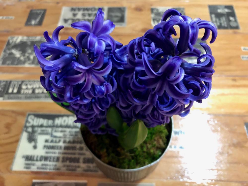 Hyacinths on the table