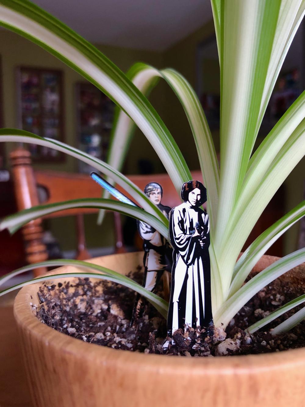 Leia and Luke in the spiderplant
