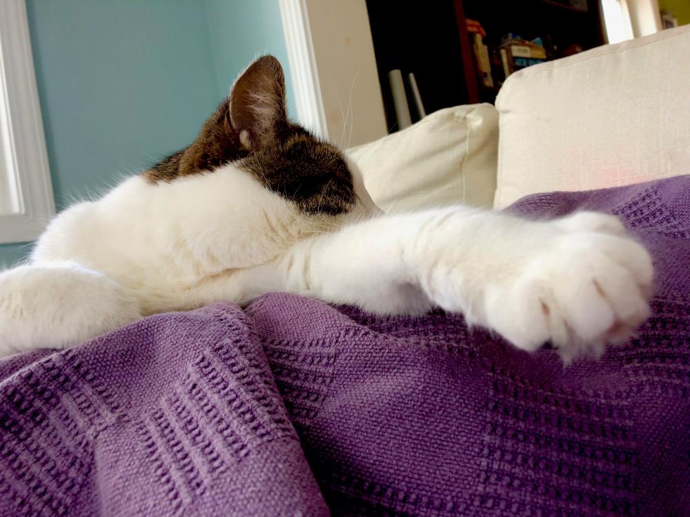 Sleepy cat says no pictures today 2