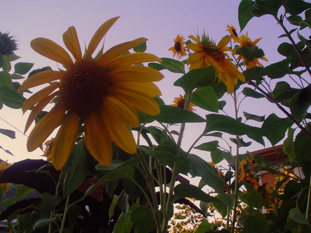 Sunflowers in triumph