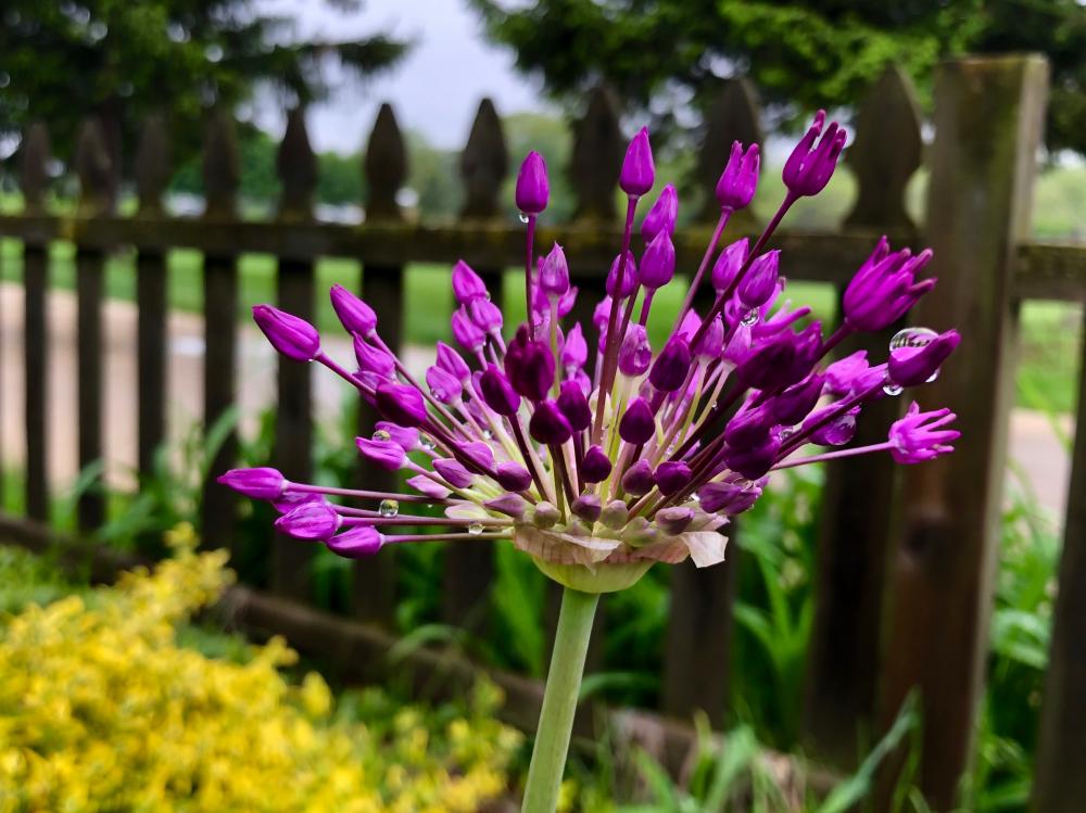 Allium crispum with droplets