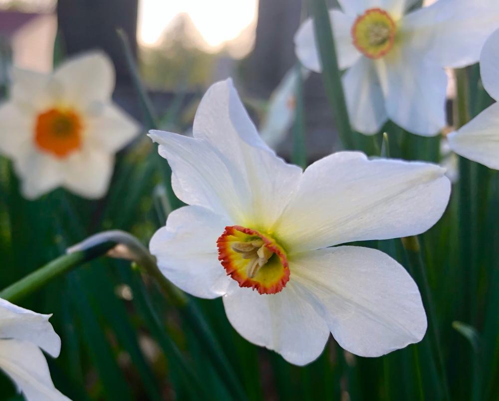 Daffodils soaring