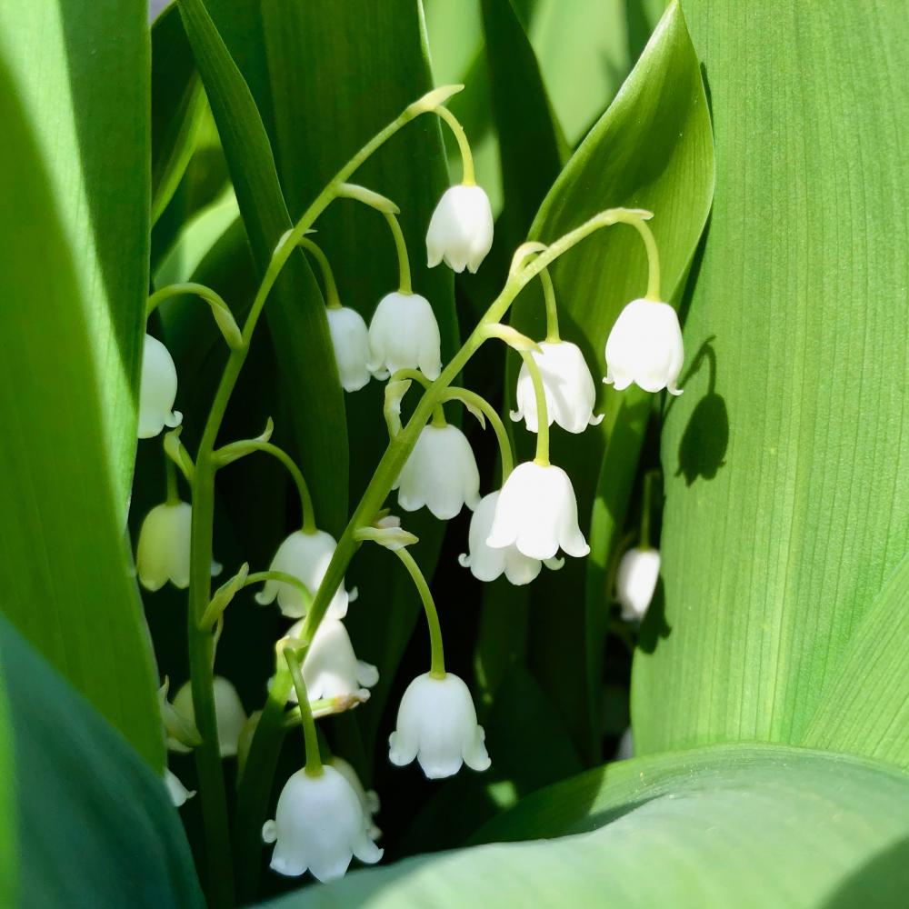 Lily of the Valley for Wednesday