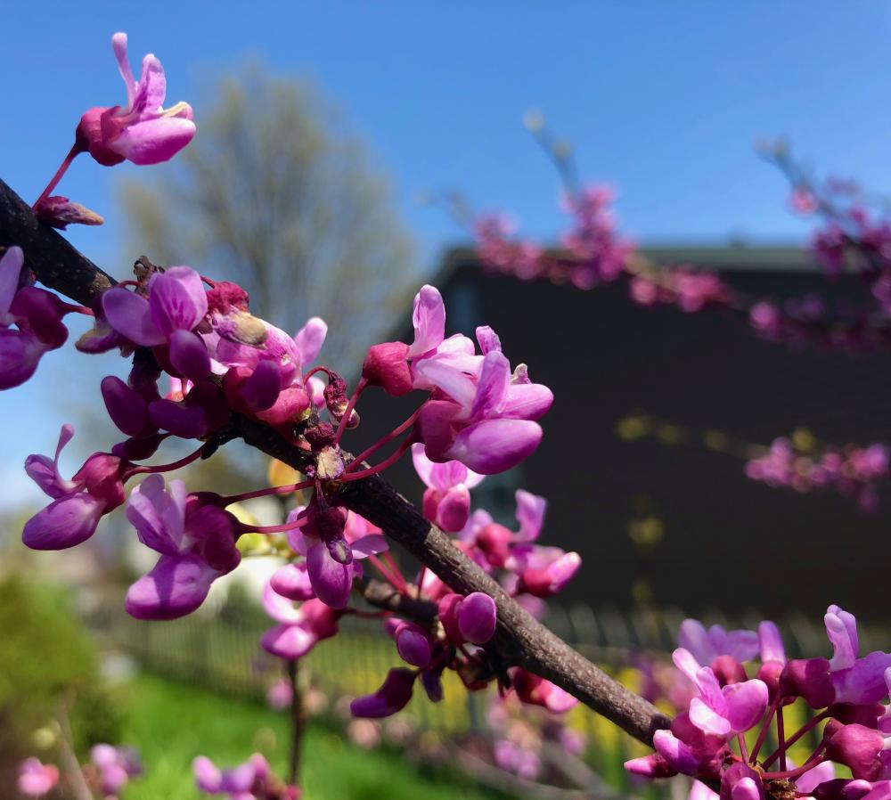 Redbud still going strong