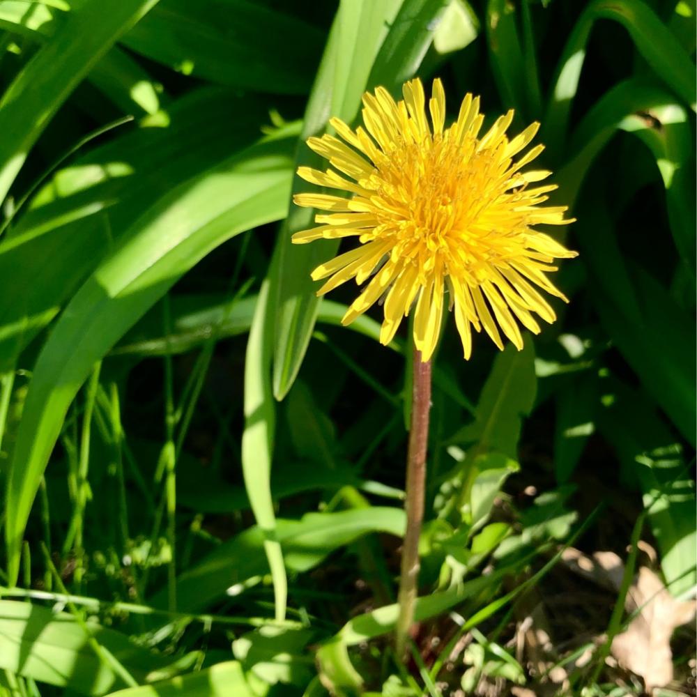 The only dandelion I havent killed 1