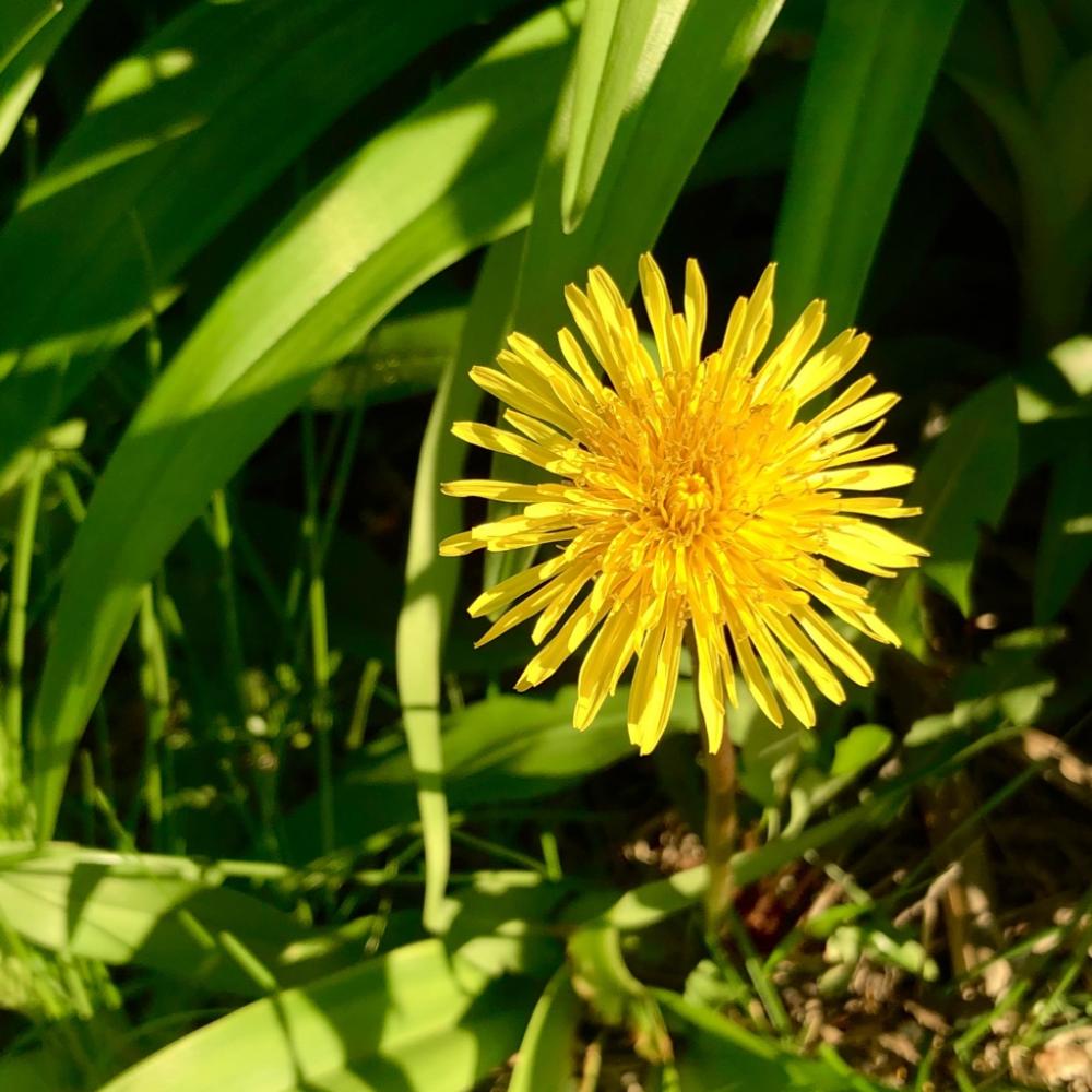 The only dandelion I havent killed 2