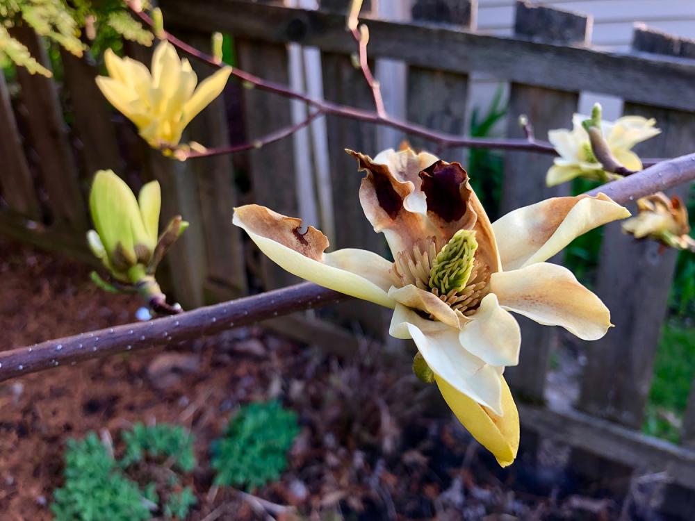 When magnolia flowers die 1