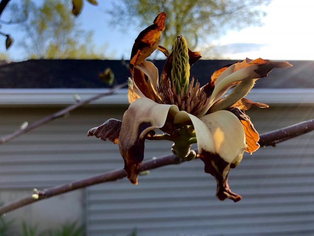 When magnolia flowers die 2