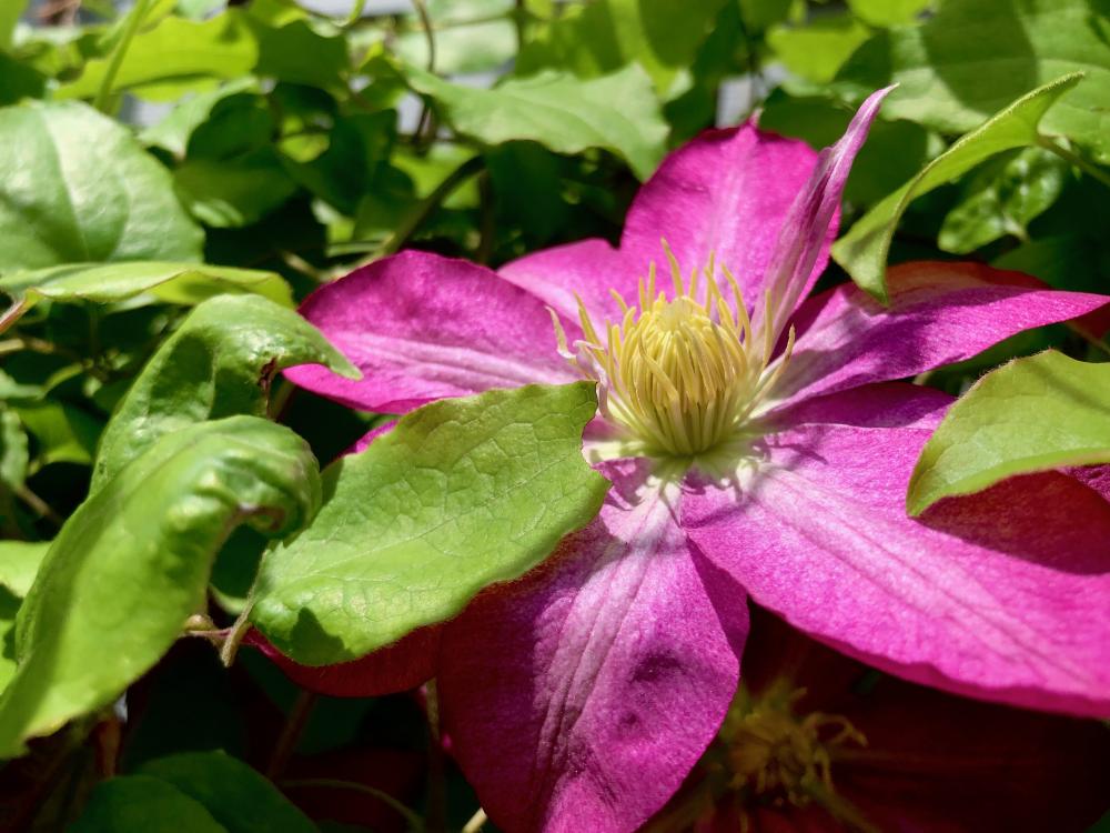 clematis 1