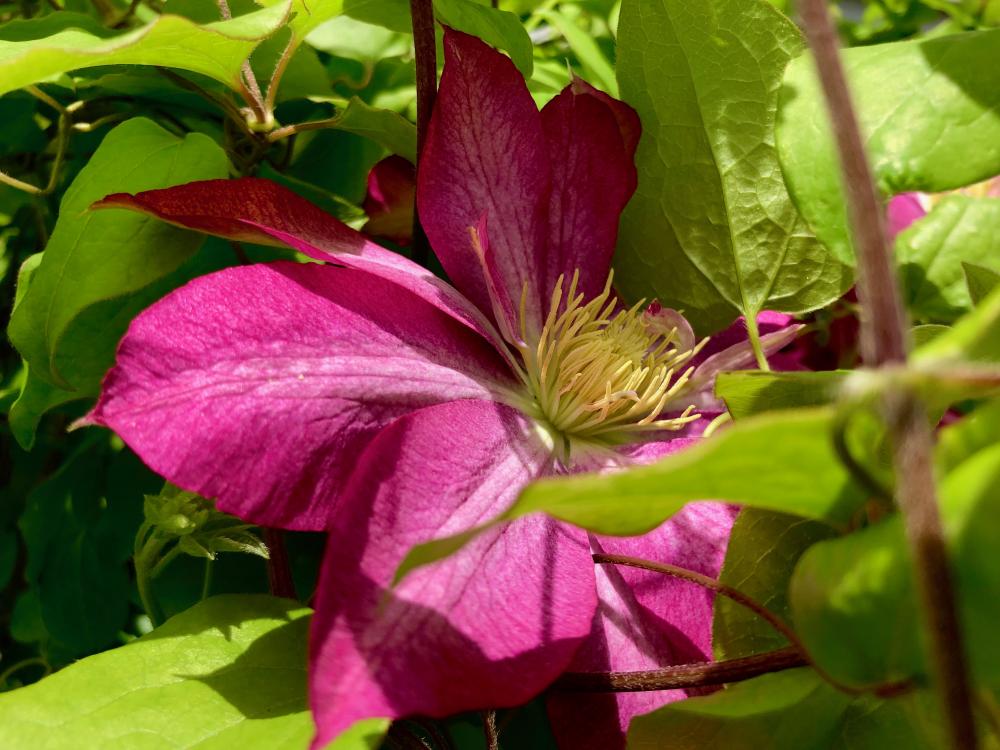 clematis 2