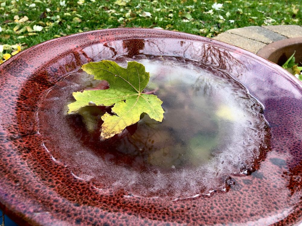 Leaf floating on a mostly frozen birdbath