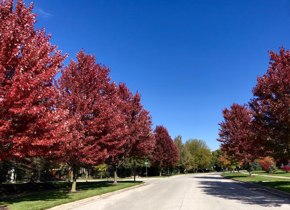 Neighborhood trees 2