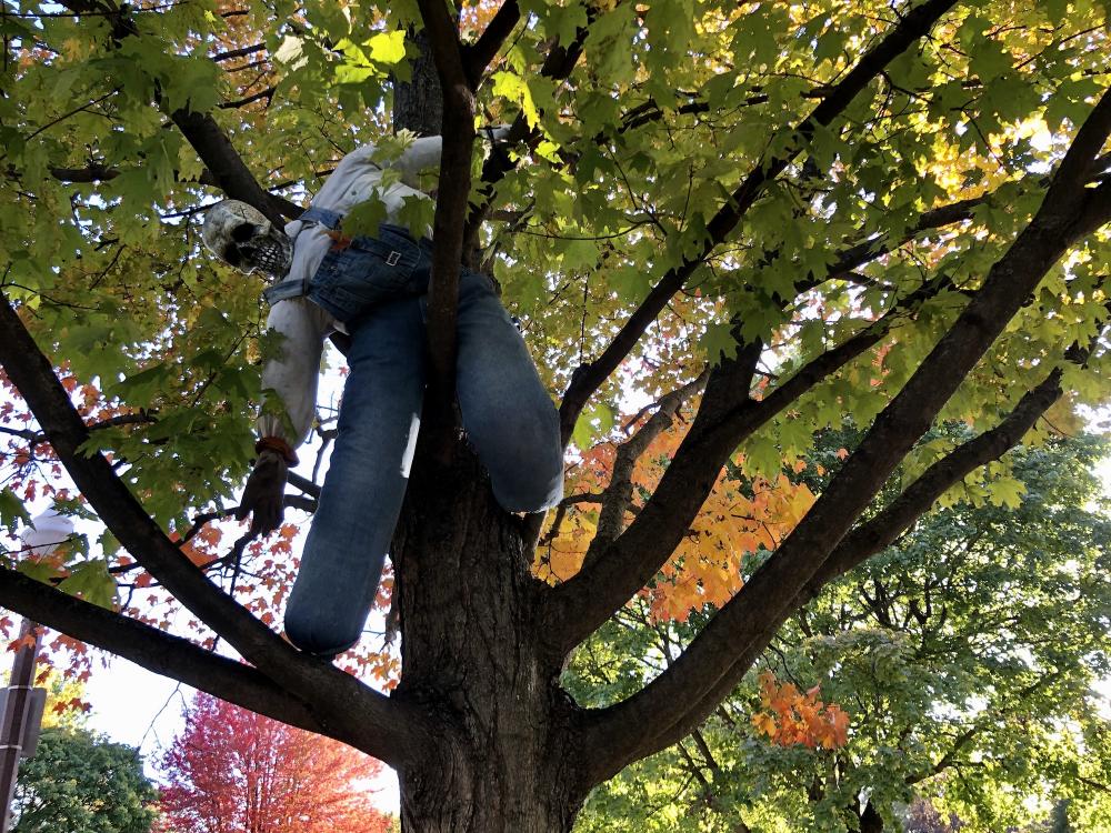 Sloppy Joe in the tree
