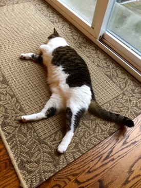 Pearl randomly gives up on life