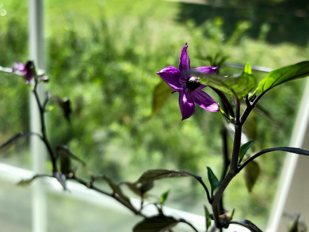 Purple Pepper Plant Flower