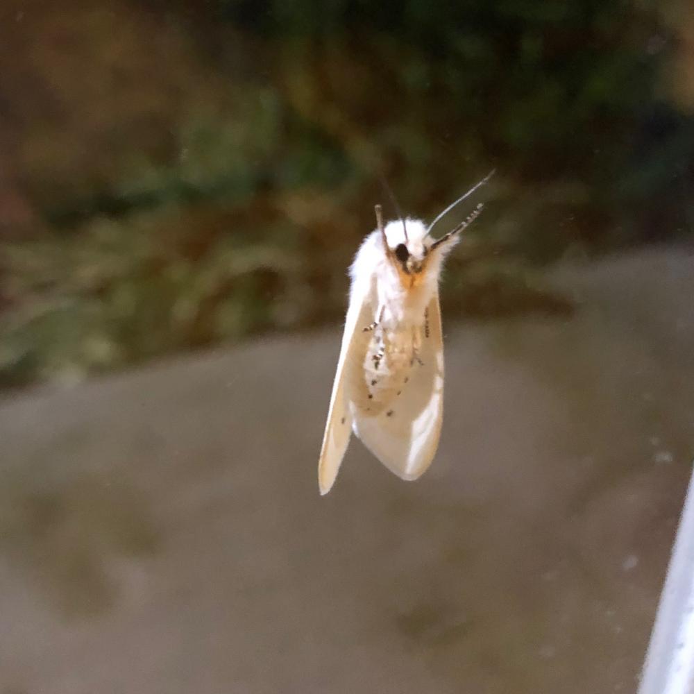 Silk moth 2