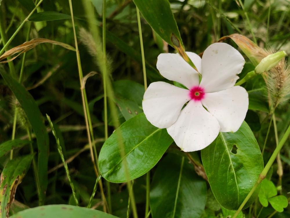 White Periwinkle