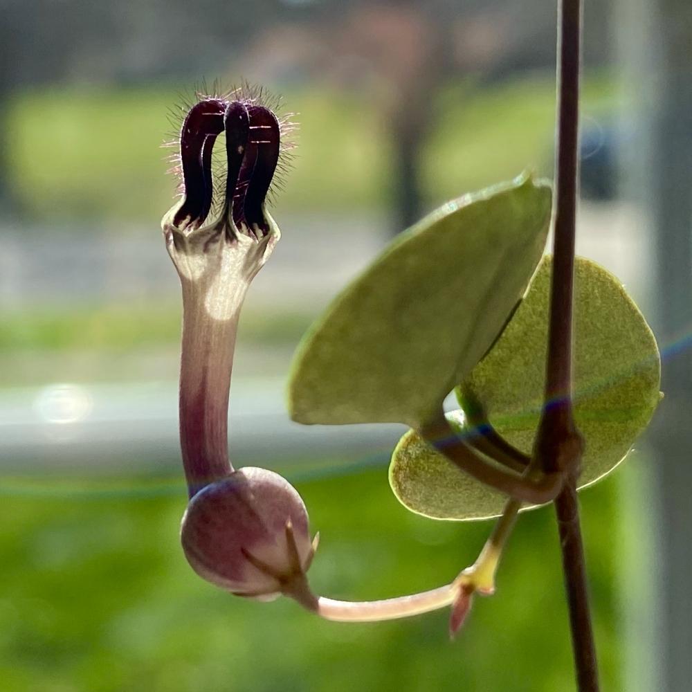 Blooming String of Hearts