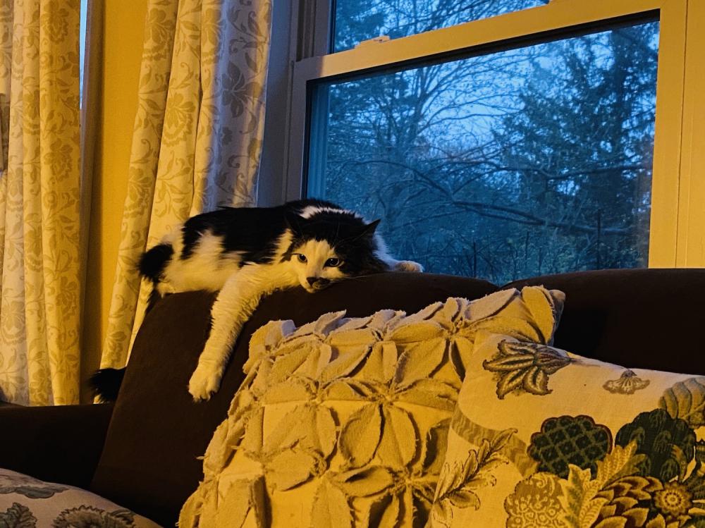 Cat restless on the couch
