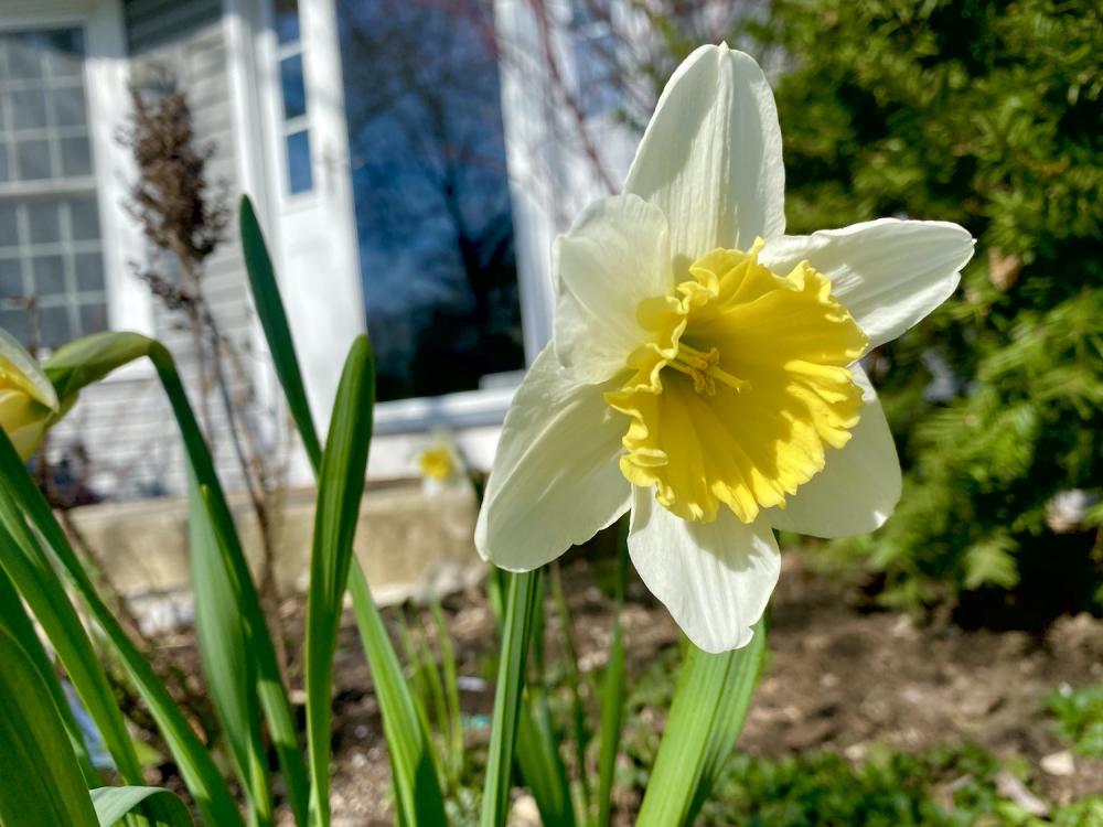 Daffodil in the sun