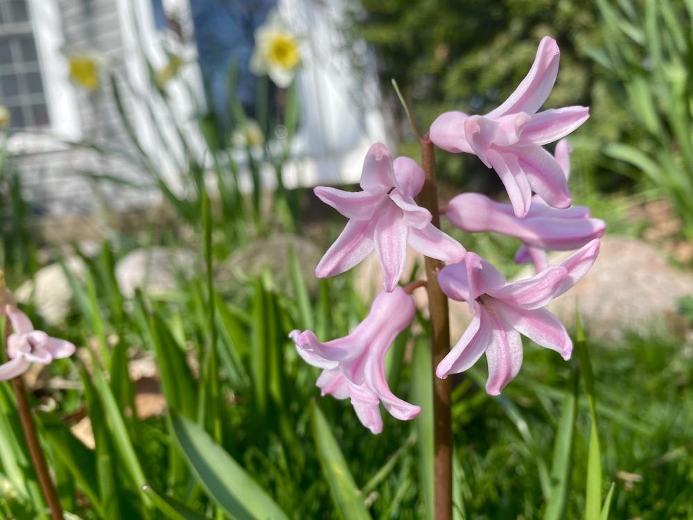 Pink Lilies