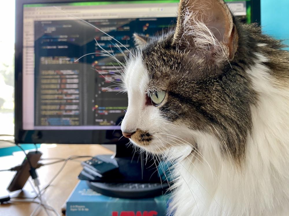 Cat in front of monitor