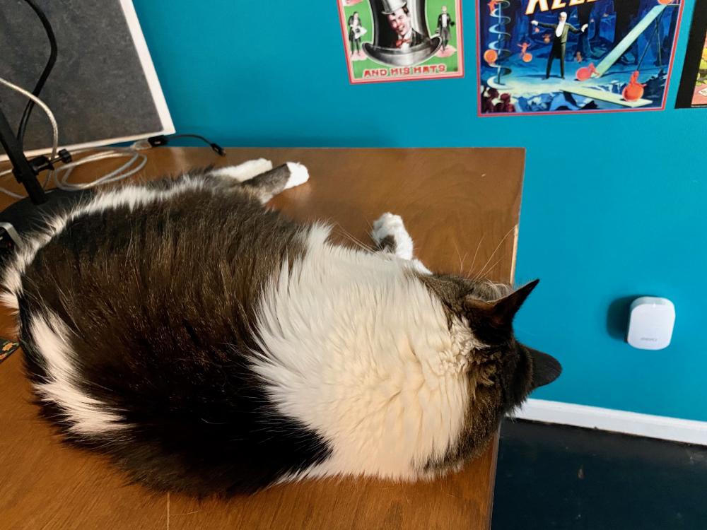 Cat naps on the work desk