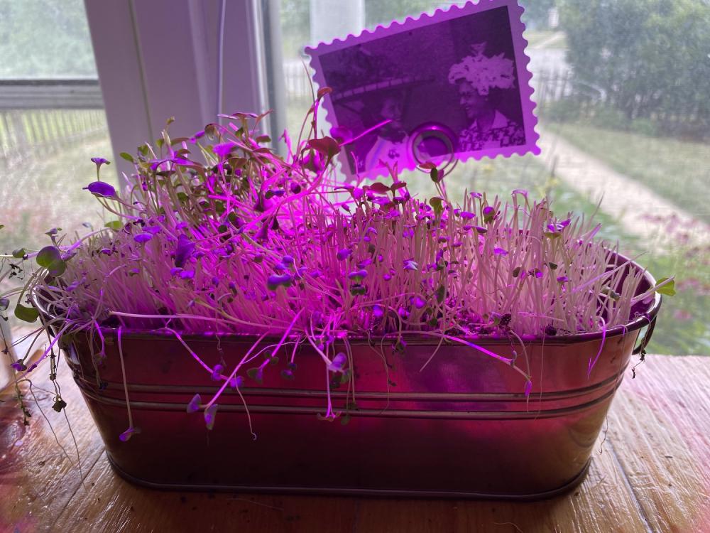 Growing broccoli sprouts on the kitchen table