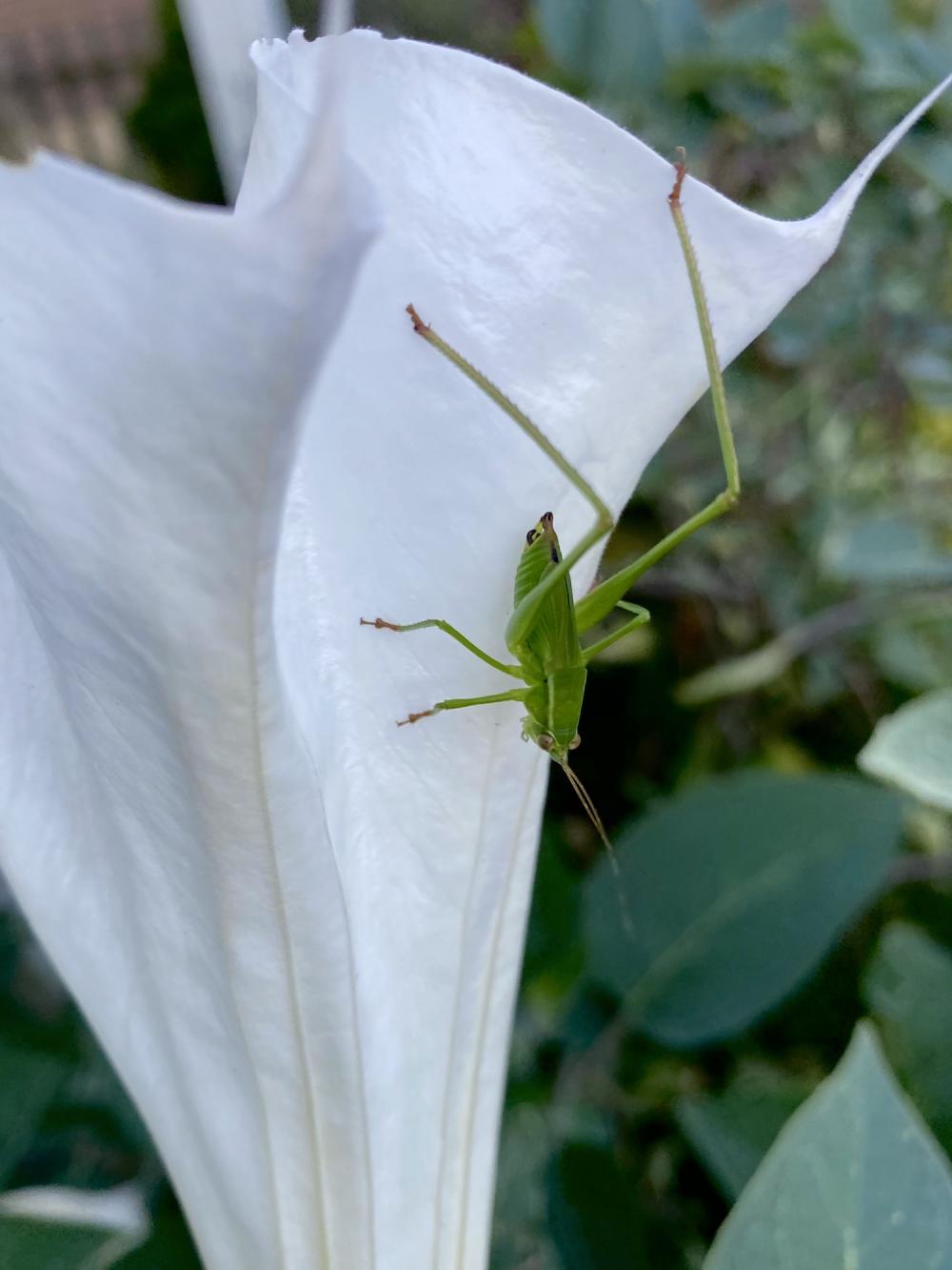 Moonflower with grasshopper