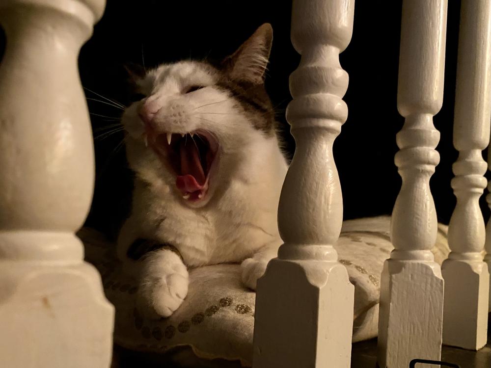 Cat Mid Yawn