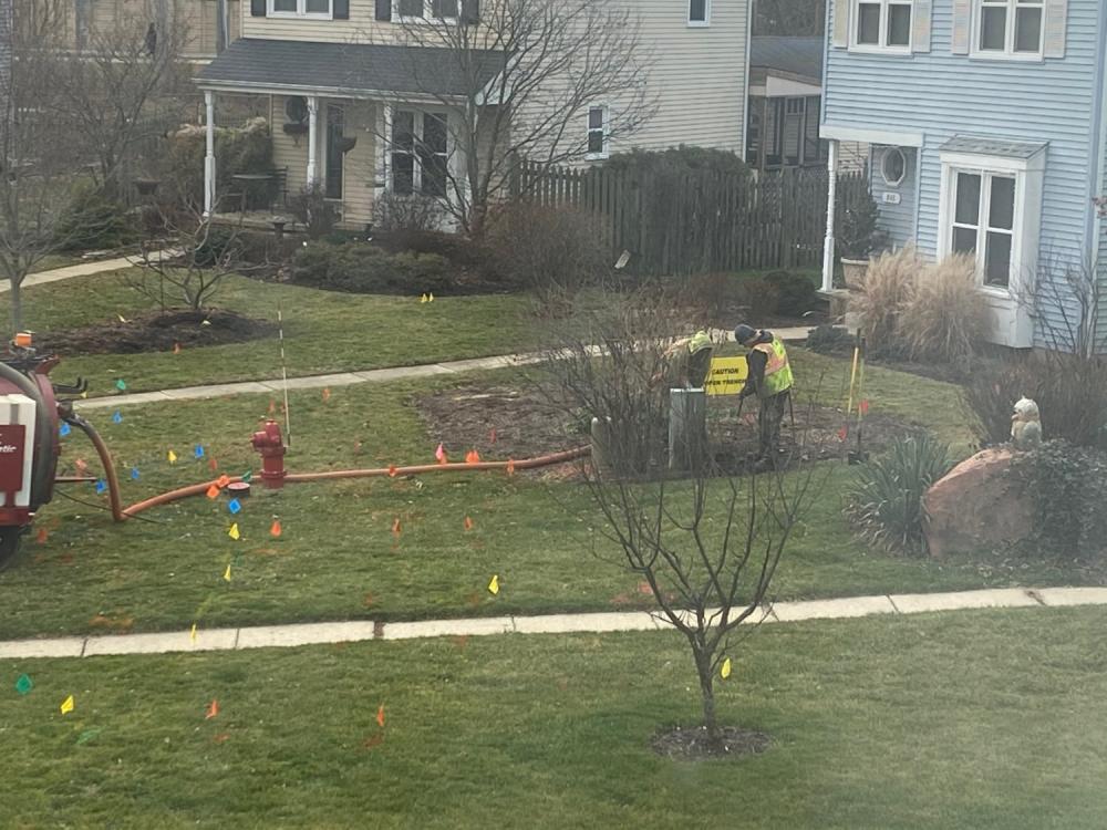 Neighborhood bush vacuuming again