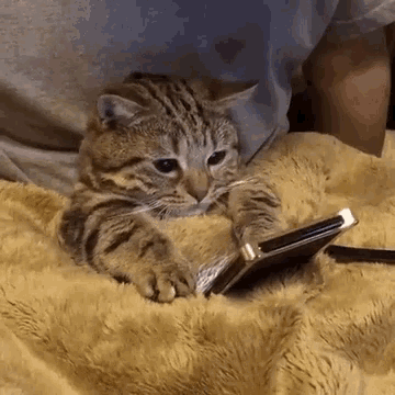 kitty on the phone