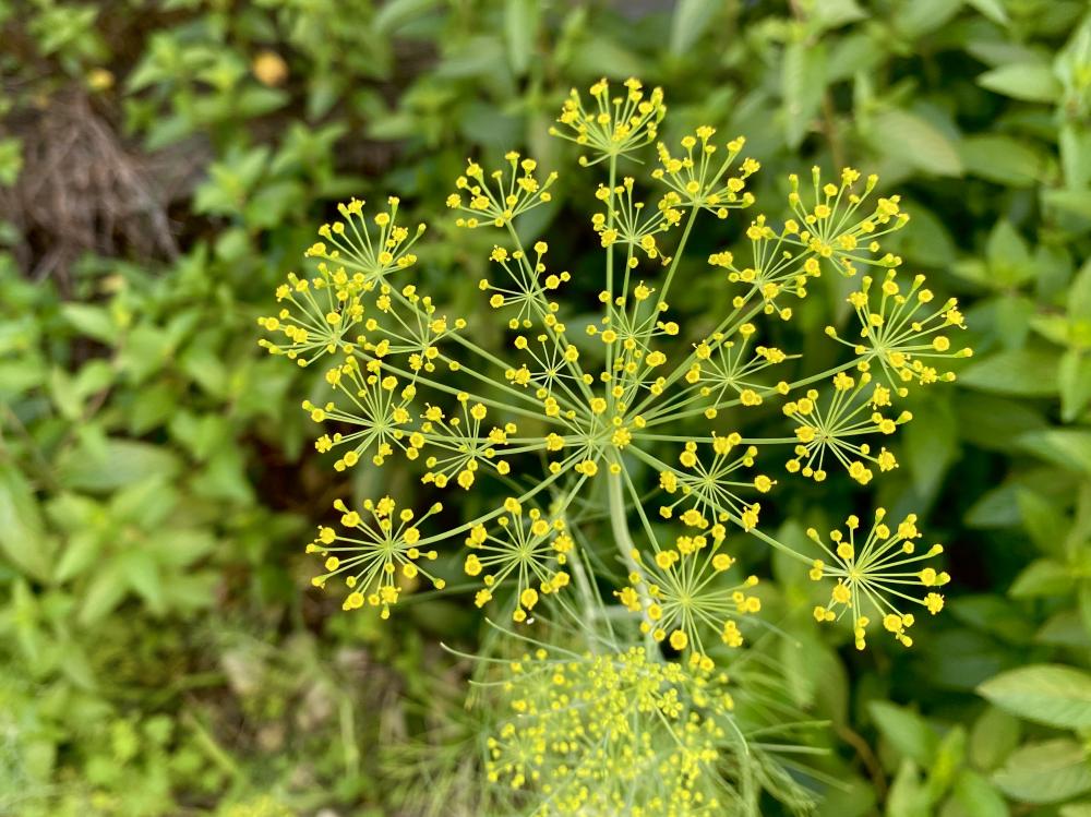 Dill blooming yellow