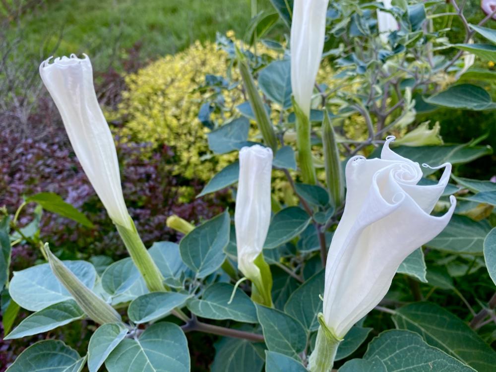 Moonflowers are gonna bloom tonight