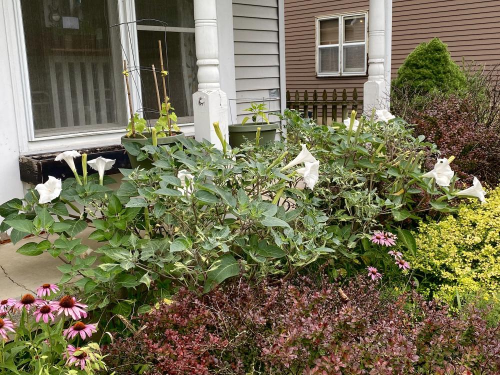 Moonflowers went and bloomed last night 2