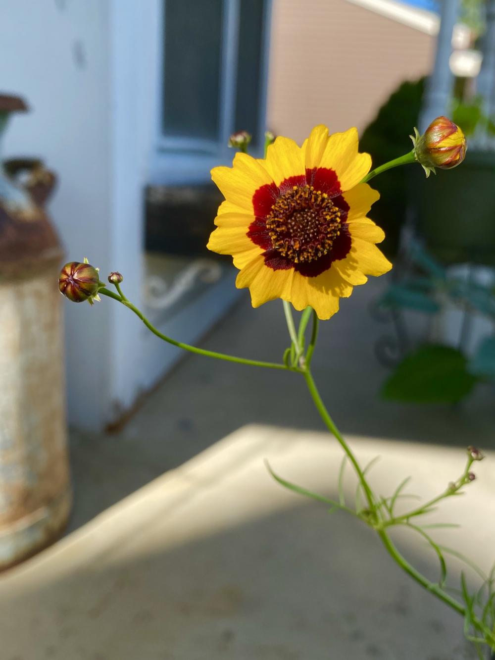One of my flowers is ready to fight me 2