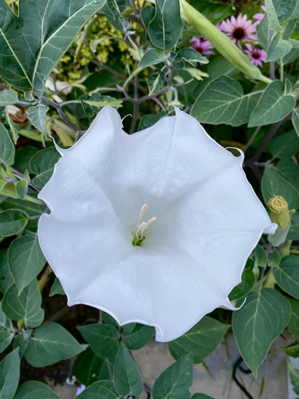 Yet another moonflower