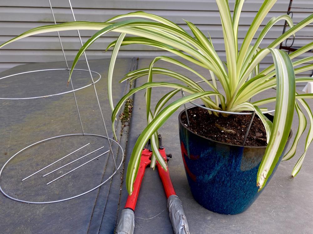 Spider plant caged