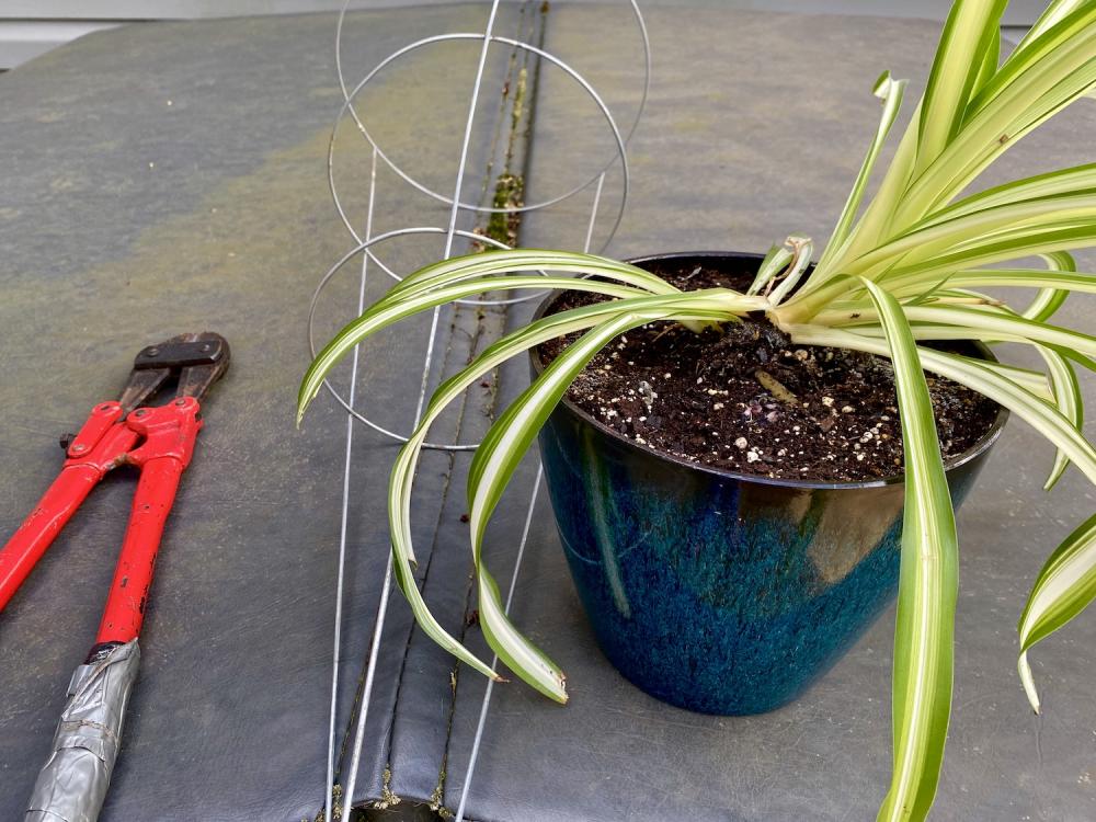 Spider plant leaning