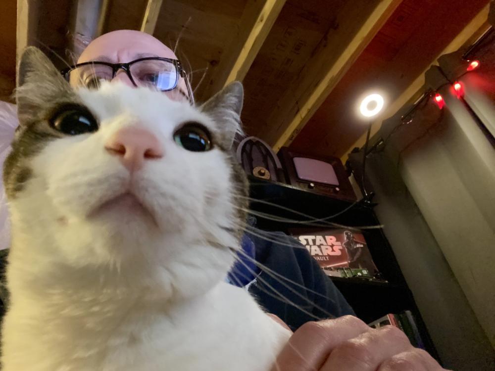 Working from home with cats 2