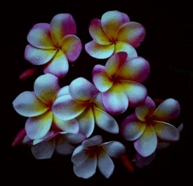 plumeria