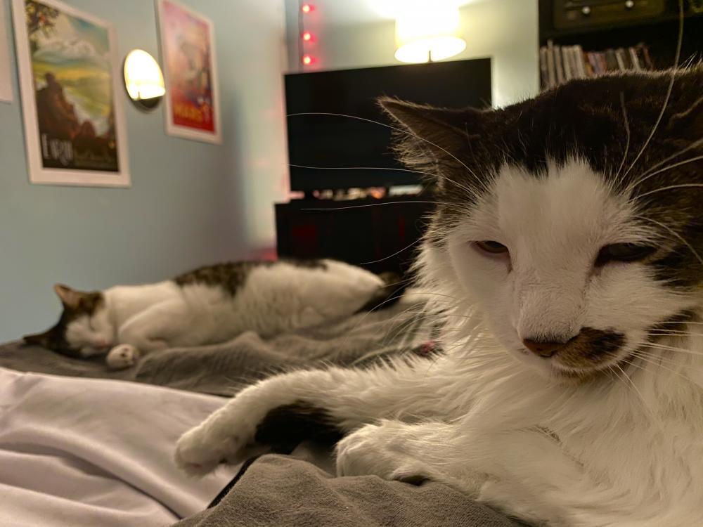 A Friday night cat pile