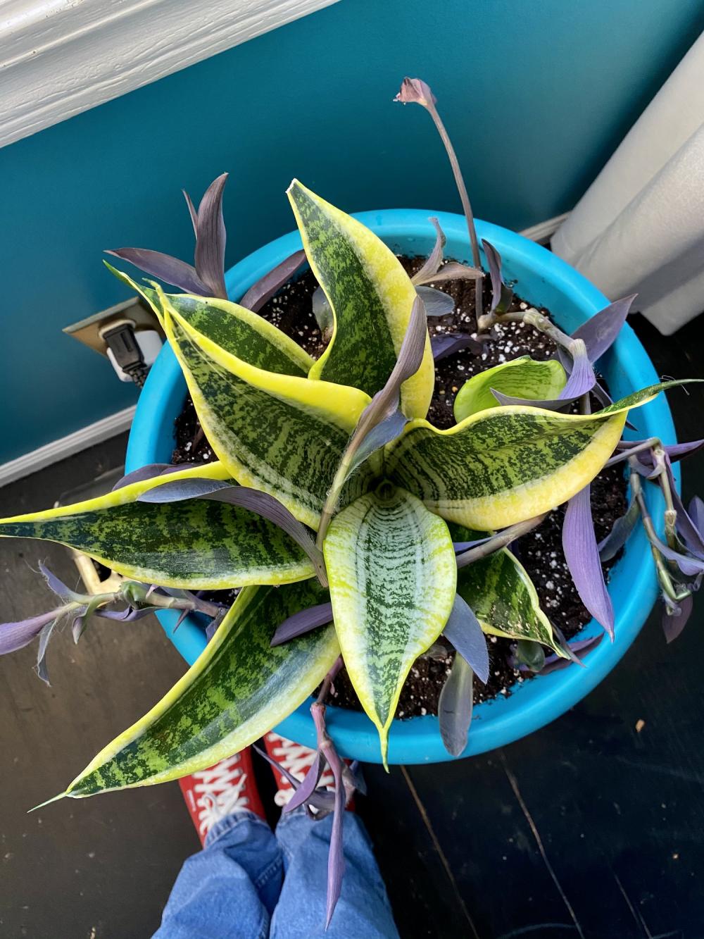 New house plant experiment 2