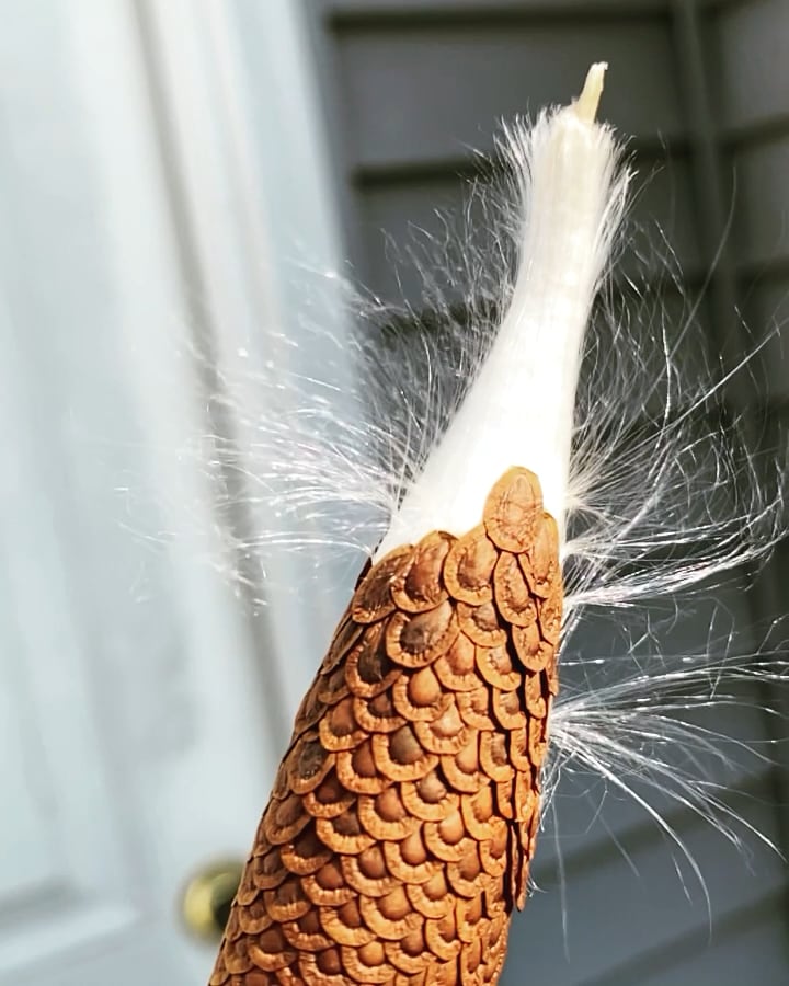 Milkweed pods look like...