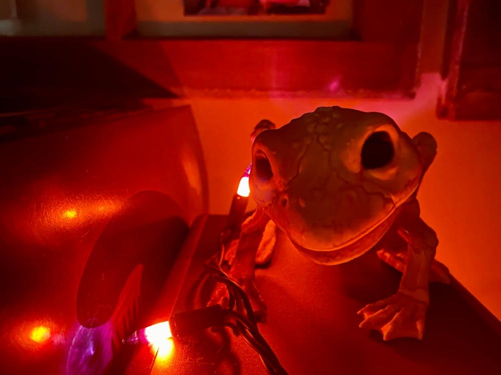 skeleton frog with red lights