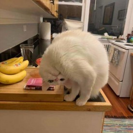 Cat on the counter