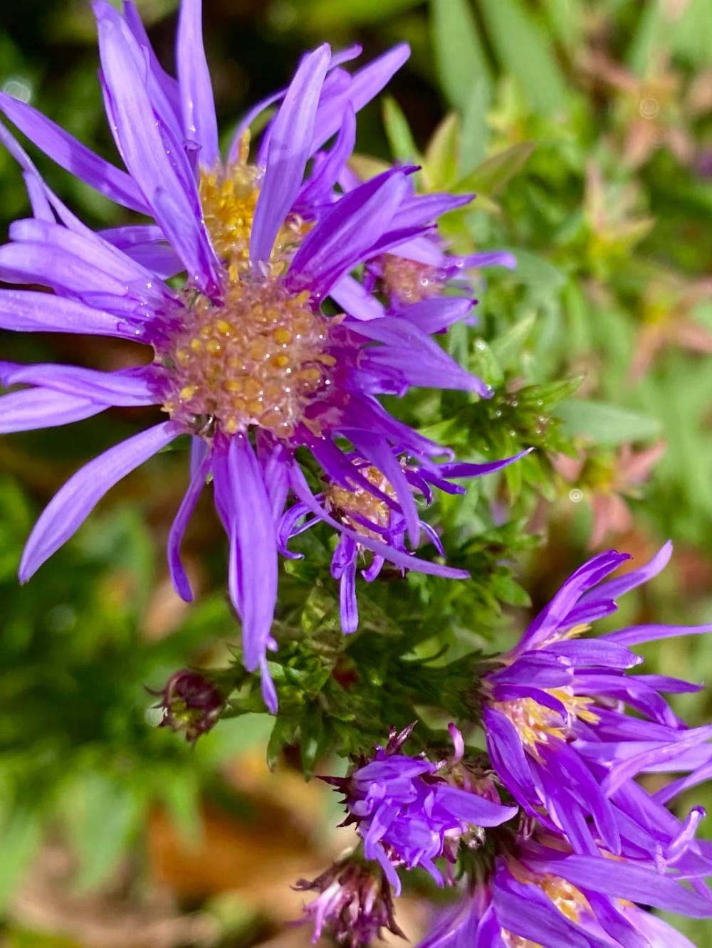 Flowers for Wednesday September 30 2020