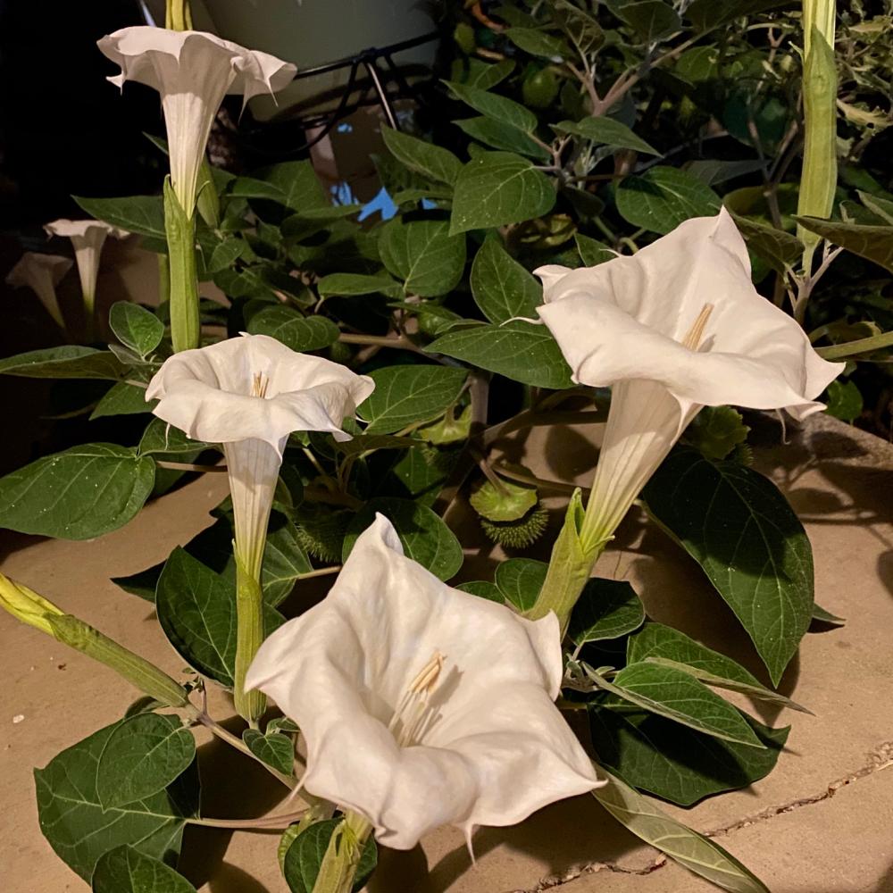 I love these white trumpet looking guys