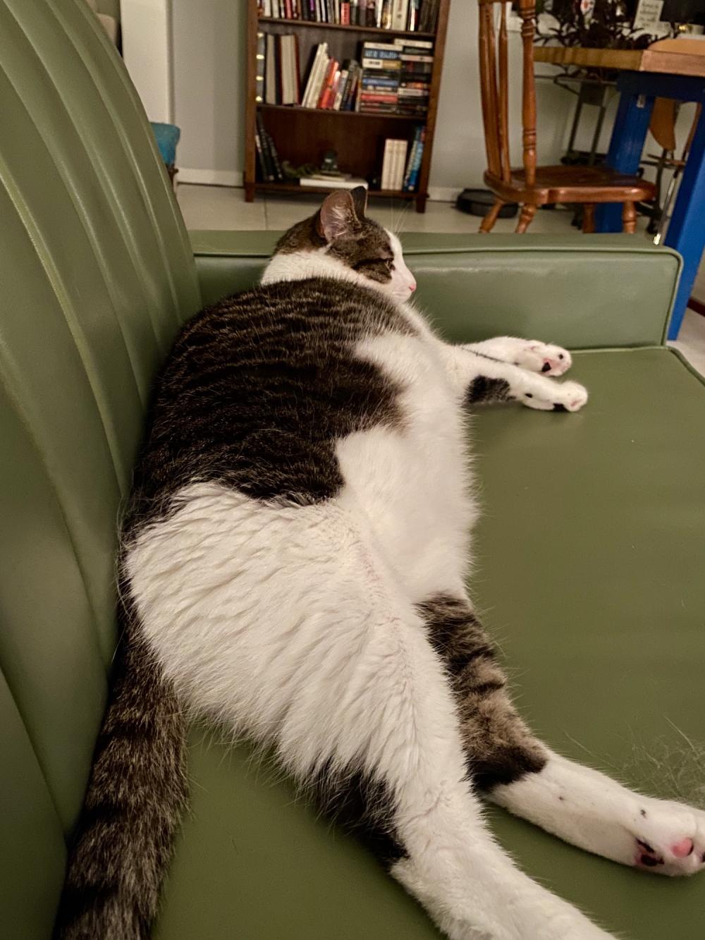 Pearl takes up more of this couch than I do